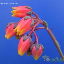 A photo of Echeveria purpusorum