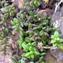 A photo of Monanthes anagensis