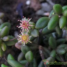 A photo of Monanthes anagensis