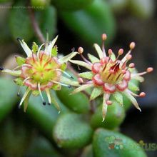 A photo of Monanthes anagensis
