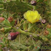 A photo of Opuntia dillenii