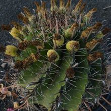 Una foto de Ferocactus peninsulae var. santa-maria