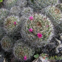 A photo of Mammillaria mazatlanensis