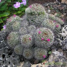 A photo of Mammillaria mazatlanensis