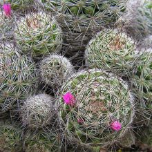 A photo of Mammillaria mazatlanensis