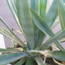 Una foto de Agave desmettiana
