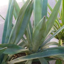 Una foto de Agave desmettiana
