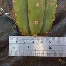 Una foto de Echinopsis pachanoi