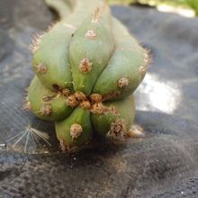 Una foto de Echinopsis pachanoi