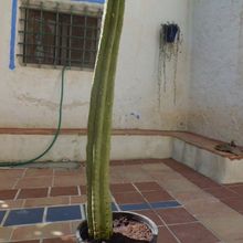 Una foto de Echinopsis pachanoi