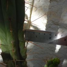 A photo of Echinopsis lageniformis