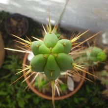 A photo of Echinopsis lageniformis