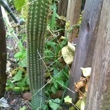 A photo of Echinopsis spachiana