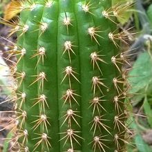 A photo of Echinopsis spachiana