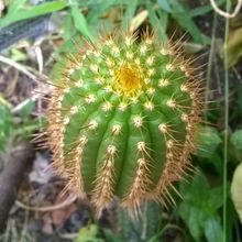 A photo of Echinopsis spachiana