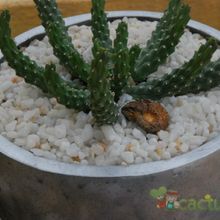 Una foto de Euphorbia caput-medusae