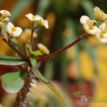 Una foto de Euphorbia milii var. milii