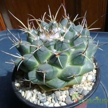 A photo of Mammillaria magnimamma