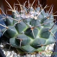 A photo of Mammillaria magnimamma