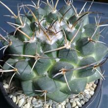A photo of Mammillaria magnimamma