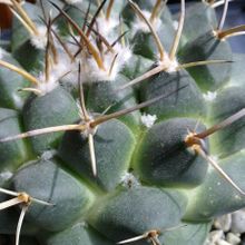 A photo of Mammillaria magnimamma