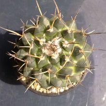 A photo of Mammillaria magnimamma