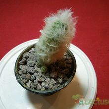 Una foto de Oreocereus trollii