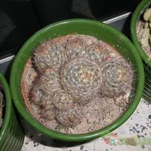Una foto de Mammillaria prolifera