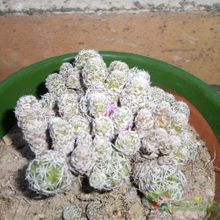 A photo of Mammillaria gracilis