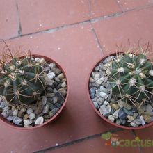 A photo of Melocactus azureus