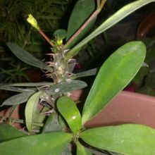 A photo of Euphorbia milii var. milii