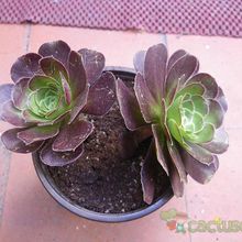 Una foto de Aeonium arboreum cv. artropurpureum