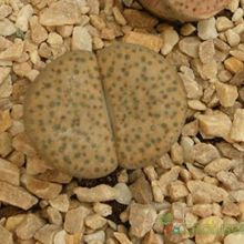 A photo of Lithops fulviceps var. fulviceps