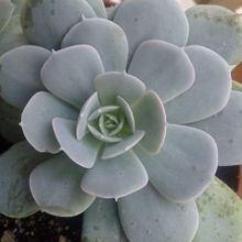 Una foto de Echeveria runyonii