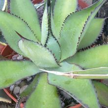 A photo of Agave multiflora