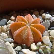 A photo of Astrophytum asterias cv. SUPERKABUTO x Astrophytum capricorne SK-CA (Hibrido)