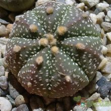 Una foto de Astrophytum asterias
