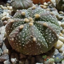 Una foto de Astrophytum asterias