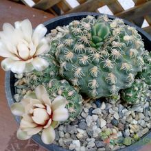 Una foto de Gymnocalycium calochlorum