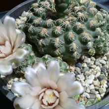 Una foto de Gymnocalycium calochlorum
