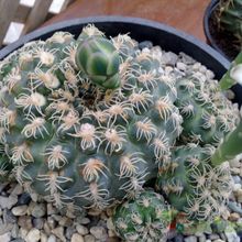 Una foto de Gymnocalycium calochlorum
