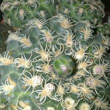 Una foto de Gymnocalycium calochlorum