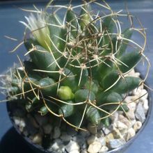 A photo of Mammillaria decipiens ssp. camptotricha