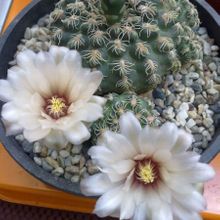 Una foto de Gymnocalycium calochlorum