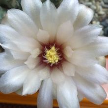Una foto de Gymnocalycium calochlorum