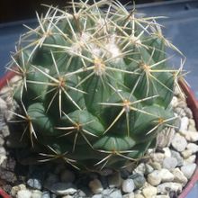 A photo of Coryphantha salinensis