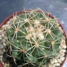 A photo of Coryphantha salinensis