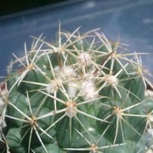A photo of Coryphantha salinensis