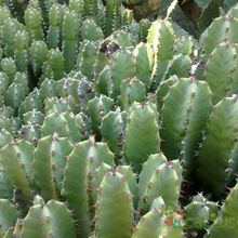 Una foto de Euphorbia resinifera