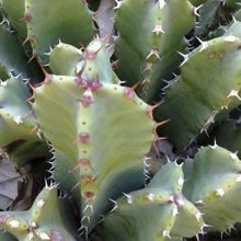 Una foto de Euphorbia resinifera